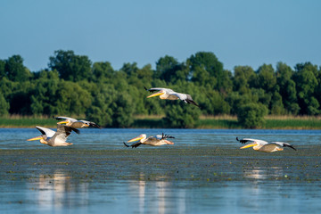 Birdwatching in the Danube Delta. Pelicans flying over Fortuna Lake near Mila 23 village