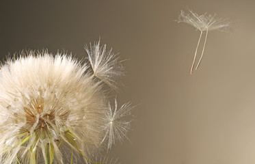 White dandelion seed head on grey background
