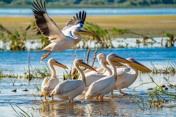 Pelicans in the Danube Delta, Romania. A common sight for the tourist visiting the Danube Delta for birdwatching