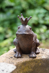 Fototapeta premium Frog