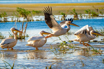 Birdwatching in Danube Delta. The Great White Pelican flying over a Pelican colony at Fortuna Lake