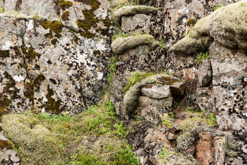 Obraz premium Typical Iceland landscape. Stones covered with green moss