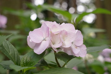 Fototapeta premium あじさい