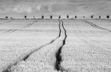 lines in the field