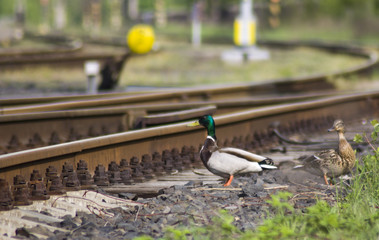 Duck travels