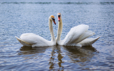 a pair of beautiful white lovers in love with each other