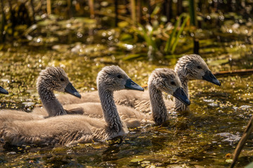Swan cygnets babies in Danube Delta