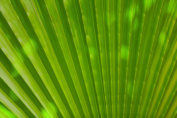 Fototapeta premium Beautiful tropical palm leaf, closeup