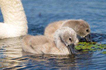 Mute Swan Cygnets closeup in Danube Delta