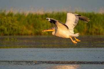 Pelican flying over the water, a common sighting in the Danube Delta