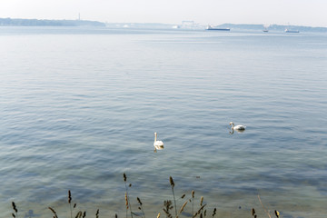 Schwäne auf der Kieler Förde