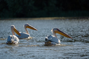 The Great White Pelican (Pelecanidae) in the Danube Delta, Romania