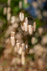 A close up photograph of the Briza plant, also called Quaking Grass