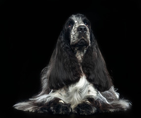 English cocker spaniel Dog  Isolated  on Black Background in studio