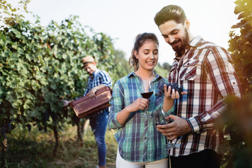 Winegrowers harvesting grapes in vineyard