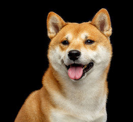 Shiba inu Dog  Isolated  on Black Background in studio