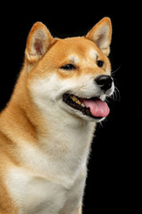 Shiba inu Dog  Isolated  on Black Background in studio
