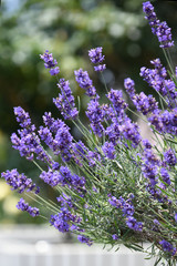 Fototapeta premium ラベンダー