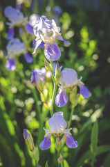 ordinary blue-white irises