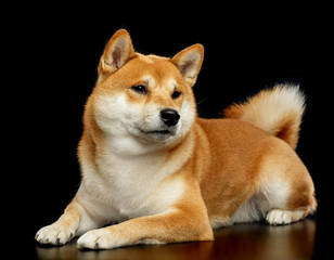 Shiba inu Dog  Isolated  on Black Background in studio
