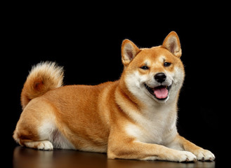 Shiba inu Dog  Isolated  on Black Background in studio
