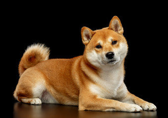 Shiba inu Dog  Isolated  on Black Background in studio