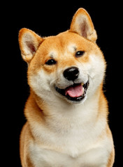 Shiba inu Dog  Isolated  on Black Background in studio
