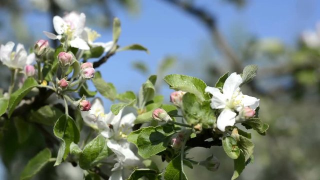Apple trees in bloom on a Sunny day
