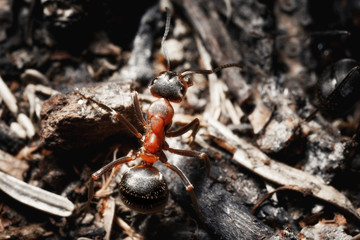 The ant is close-up.
