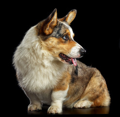 Welsh Corgi Cardigan Dog  Isolated  on Black Background in studio