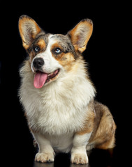 Welsh Corgi Cardigan Dog  Isolated  on Black Background in studio