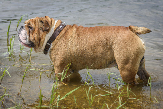 English bulldog standing in the water,selective focus