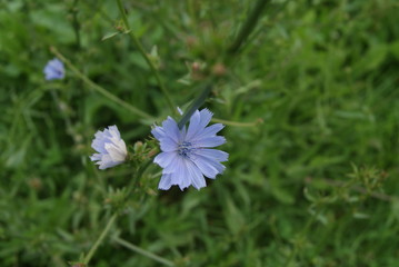 SONY DSC