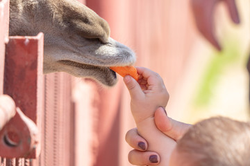 A child feeds an animal in a cage at the zoo