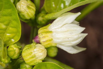 A small white flower on the plant