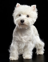 West highland white terrier Dog  Isolated  on Black Background in studio