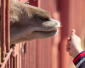 A child feeds an animal in a cage at the zoo