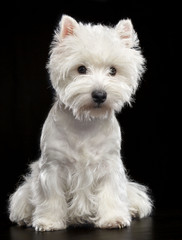 West highland white terrier Dog  Isolated  on Black Background in studio