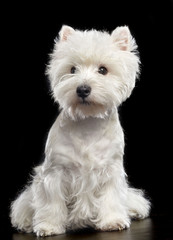 West highland white terrier Dog  Isolated  on Black Background in studio