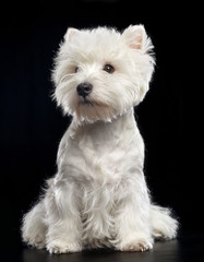 West highland white terrier Dog  Isolated  on Black Background in studio