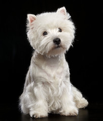 West highland white terrier Dog  Isolated  on Black Background in studio