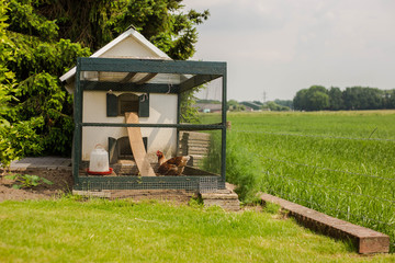 chicken in the wooden coop on a green farm landscape