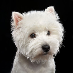 West highland white terrier Dog  Isolated  on Black Background in studio