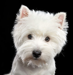 West highland white terrier Dog  Isolated  on Black Background in studio