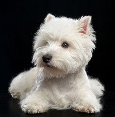 West highland white terrier Dog  Isolated  on Black Background in studio