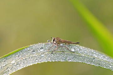 A solitary robber fly, on a branch of grass