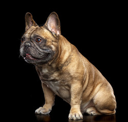 French Bulldog Dog  Isolated  on Black Background in studio
