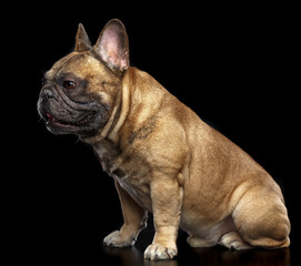 French Bulldog Dog  Isolated  on Black Background in studio