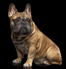 French Bulldog Dog  Isolated  on Black Background in studio