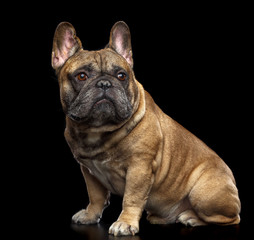 French Bulldog Dog  Isolated  on Black Background in studio